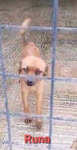 Die kleine Runa sucht ein wundervolles und ruhiges Zuhause *noch in Kroatien* Bild 6