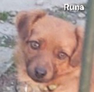 Die kleine Runa sucht ein wundervolles und ruhiges Zuhause *noch in Kroatien* Bild 4