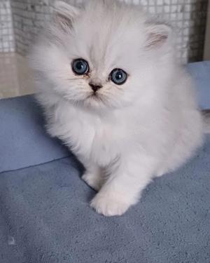 Reinrassige Perserbabys Silver shaded 