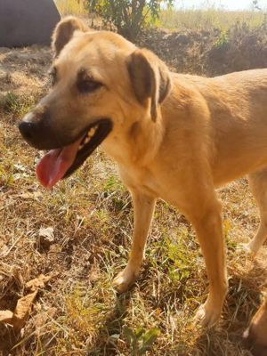 Lulu lebt noch im Tierheim in Bosnien und sucht ihre Familie