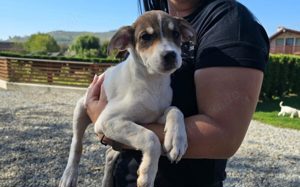 Das liebe Hundekind Piri sucht ihren Heimathafen