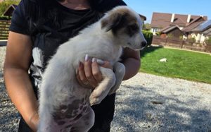 Wer schenkt Hakon sein Ticket ins Glück?