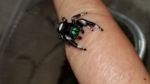 Springspinnen Phidippus regius Bahamas Männchen