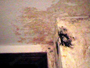 Schimmel in der Wohnung, Gutachter,