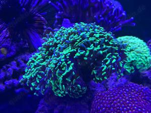 Fimbriaphyllia paraancora LPS Hammerkoralle Euphyllia Meerwasser Aquarium Koralle 