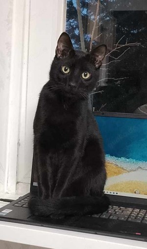 Anton und Archie suchen das ganz große Glück