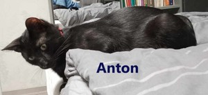 Archie und Anton suchen das ganz große Glück
