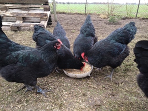 Schwarze Australorps BE Bruteier