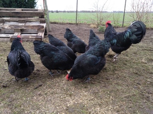 Schwarze Australorps BE Bruteier Bild 2