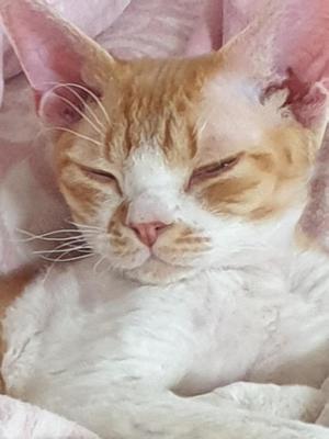 Wunderschöner Devon Rex Kater, kastriert, Stammbaum