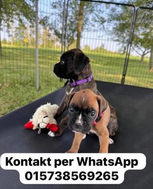 Reinrassige Boxerwelpen verfügbar