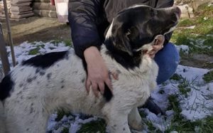 Traumhund Hattie sucht ihre Familie