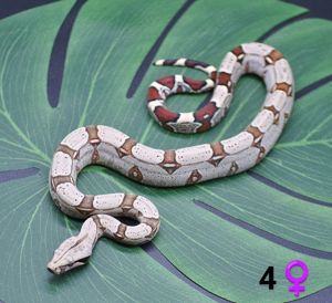 Boa constrictor constrictor Ecuador melanogaster Juli 2024 0.1