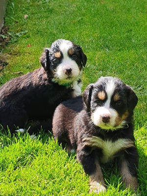 Berner Sennen Welpen  aus Berlin Bild 3