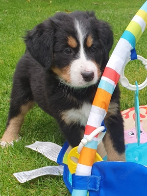Berner Sennen Welpen  aus Berlin Bild 4