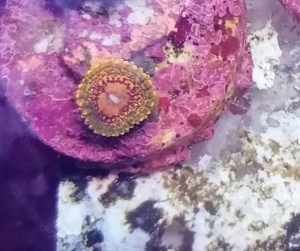 Meerwasser Korallen Zoanthus Grand Master Krakatoa Bild 3