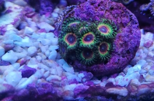 Meerwasser Korallen Zoanthus Little shop of horror 