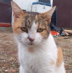 Isabella, geb. ca. 01 2022, lebt in GRIECHENLAND, auf einer privaten Pflegestelle  Bild 2