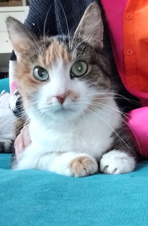 verschmuste Glücks- Katze 12 Jahre von Tierschutz