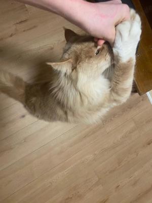 Maine Coon Cream Smoke+White