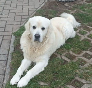 Golden Retriever Deckrüde