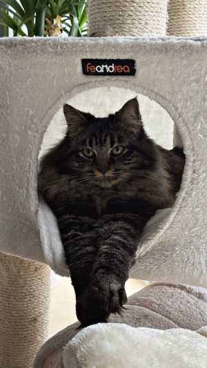sibirischer waldkatzen kater 