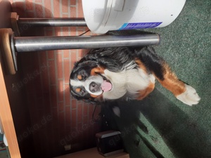 Wurfankündigung Reinrassige Berner Sennenhund Welpen genetisch getestet  Bild 2