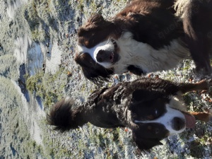 Wurfankündigung Reinrassige Berner Sennenhund Welpen genetisch getestet  Bild 4