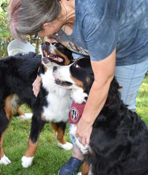 Wurfankündigung Reinrassige Berner Sennenhund Welpen genetisch getestet  Bild 6