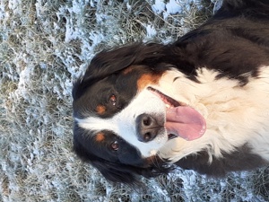 Wurfankündigung Reinrassige Berner Sennenhund Welpen genetisch getestet  Bild 5