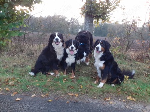 Wurfankündigung Reinrassige Berner Sennenhund Welpen genetisch getestet  Bild 9