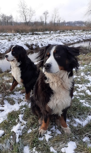 Wurfankündigung Reinrassige Berner Sennenhund Welpen genetisch getestet  Bild 7