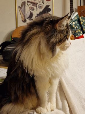 Deckkater Maine Coon mit Stammbaum  Bild 4