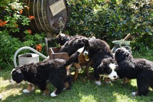 Wurfankündigung Reinrassige Berner Sennenhund Welpen genetisch getestet  Bild 10