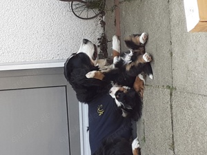 Wurfankündigung Reinrassige Berner Sennenhund Welpen genetisch getestet  Bild 8