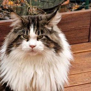 Deckkater Maine Coon mit Stammbaum  Bild 9