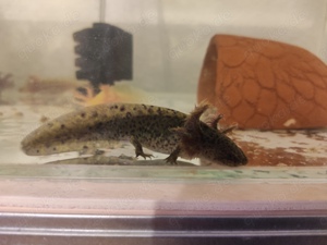 Axolotl Jungtiere, ca.13- 15 cm groß  Bild 6