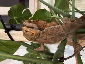 1,0 pogona vitticeps blue bar leatherback