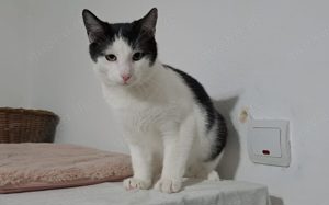Kater Miro - der kleine Mechaniker