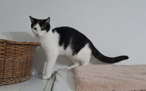 Kater Miro - der kleine Mechaniker