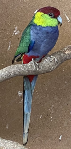 1,0 Rotkappensittich