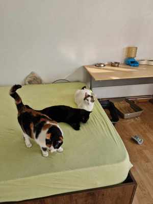 Wim möchte in sein Zuhause Bild 5