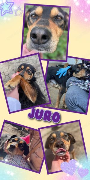 neugieriger, fröhlicher, anhänglicher Rüde "Juro" sucht ein schönes Zuhause 