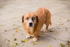 *BENEDICT* sucht einen ruhigen und friedlichen Ort und liebe Menschen, die sich mit ihm beschäftigen