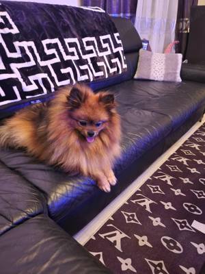 2 Rüden Pomeranian Boo