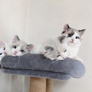 Verspielte & gesunde Ragdolls Kätzchen Kontakt über WhatsApp= 4  9  15213434302 