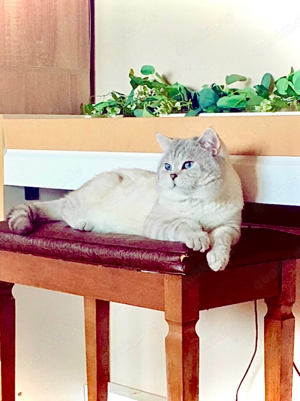 BKH Deckkater Silver Shaded mit sehr guter Deckerfahrung