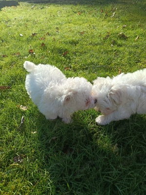 Bichon maltese 