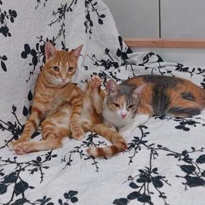 Minny und Lokum (ALO)