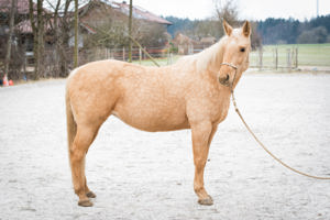 Wunderschöne, vielseitige Quarter Horse Stute zu verkaufen *2014
